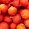Dehner Bio-Saatgut Hokkaido-Kürbis 'Uchiki Kuri'