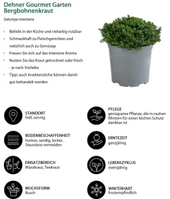 Dehner Gourmet Garten Bergbohnenkraut