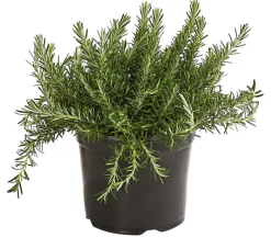 Dehner Gourmet Garten Hänge-Rosmarin