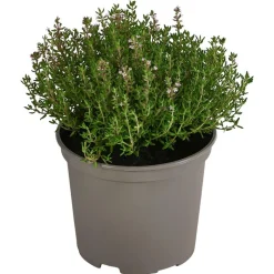 Dehner Gourmet Garten Kugelthymian