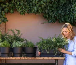 Dehner Gourmet Garten Kugelthymian