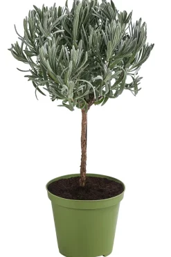 Dehner Gourmet Garten Lavendel, Hochstamm