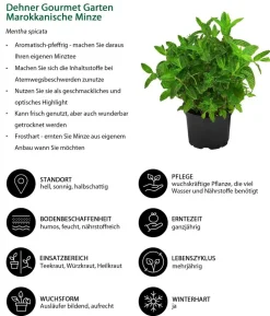 Dehner Gourmet Garten Marokkanische Minze