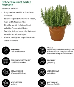 Dehner Gourmet Garten Rosmarin