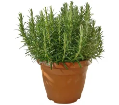 Dehner Gourmet Garten Rosmarin