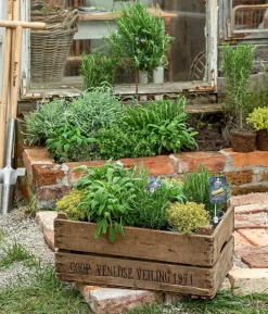 Dehner Gourmet Garten Rosmarin, Stamm