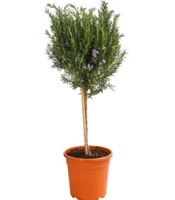 Dehner Gourmet Garten Rosmarin, Stamm