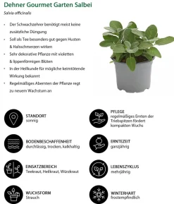 Dehner Gourmet Garten Salbei