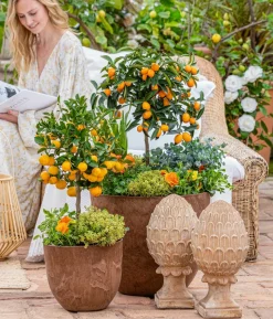 Dehner Gourmet Garten Zitronen-Thymian