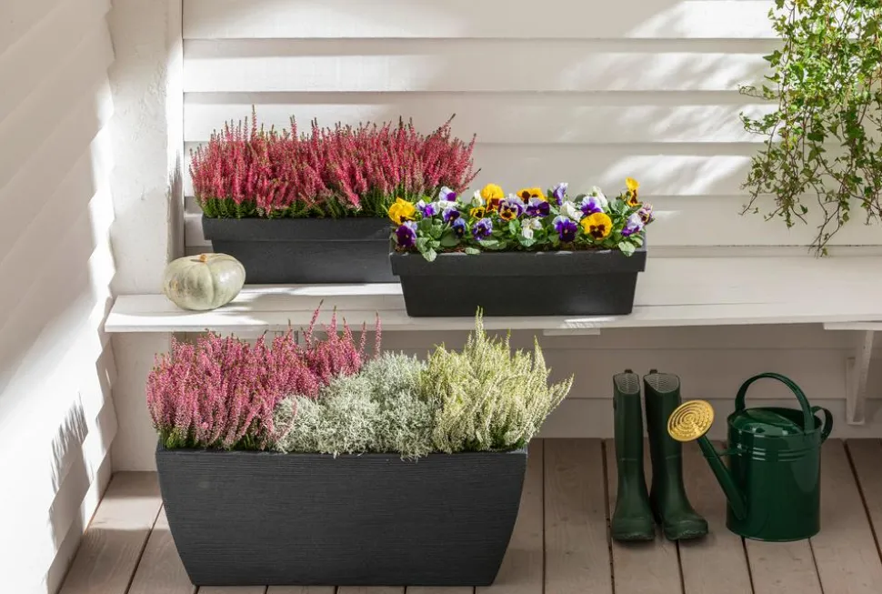 Dehner Kunststoff-Blumenkasten Pisa, ca. B60/H20/T20 cm, anthrazit