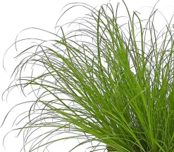 Dehner Lieblinge Katzengras - Cyperus zumula