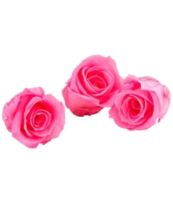 Dehner Longlife-Rose, ca. Ø3 cm