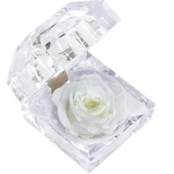 Dehner Longlife-Rose in Juwelenbox, ca. Ø3,5 cm