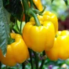 Dehner Premium Samen Block-Paprika 'Fiësta F1'