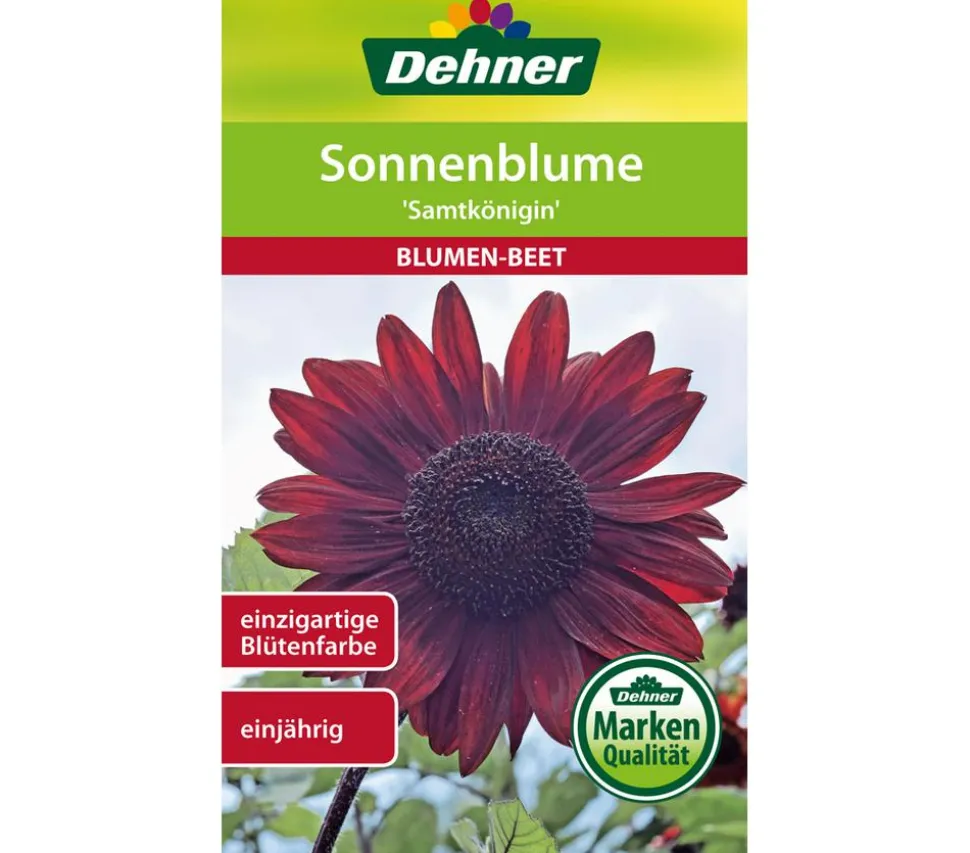 Dehner Samen Sonnenblume 'Samtkönigin'