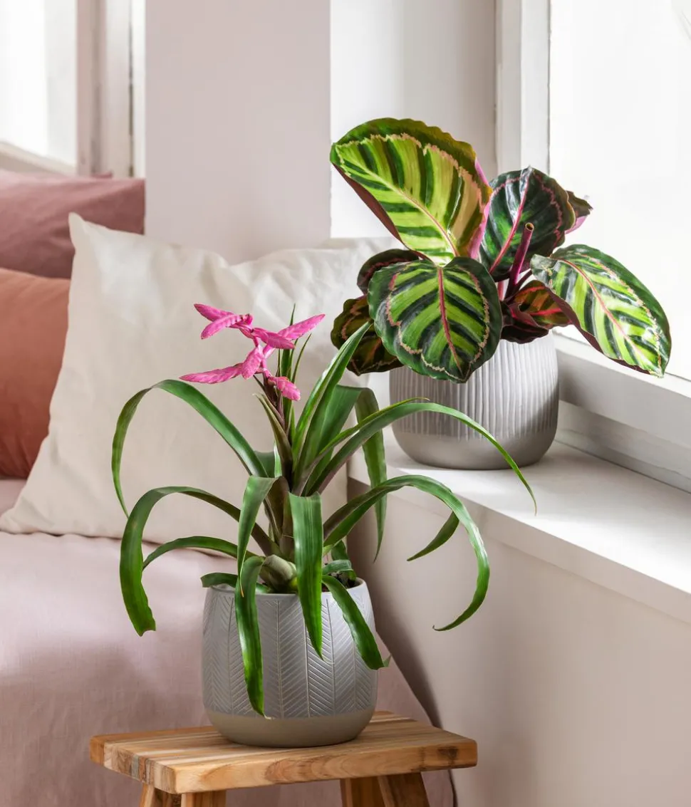 Dehner Übertopf-Set Pink Beauties, 2-teilig