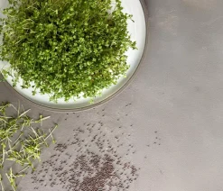 Dehner Bio-Keimsprossen 'Brokkoli'
