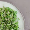 Dehner Bio-Keimsprossen 'Ruca-Salatrauke'