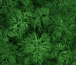 Dehner Bio-Saatgut Dill 'Blattreicher'