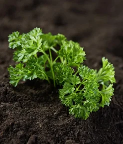 Dehner Bio-Saatgut Petersilie 'Grüne Perle'