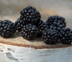 Dehner Gourmet Garten Brombeere 'Triple Crown'