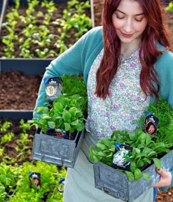 Dehner Gourmet Garten Bunte Möhre, 20er Schale