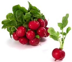 Dehner Gourmet Garten Butterradieschen, 20er Schale