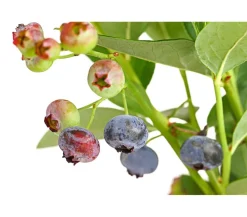 Dehner Gourmet Garten Heidelbeere 'Spartan'