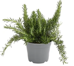 Dehner Gourmet Garten Hänge-Rosmarin