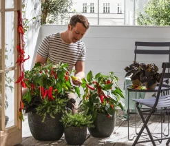 Dehner Gourmet Garten Hänge-Rosmarin