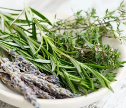 Dehner Gourmet Garten Hänge-Rosmarin