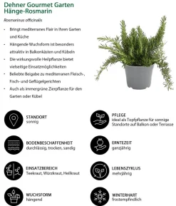 Dehner Gourmet Garten Hänge-Rosmarin