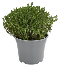 Dehner Gourmet Garten Kugelthymian