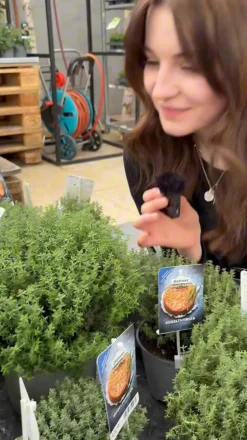 Dehner Gourmet Garten Kugelthymian