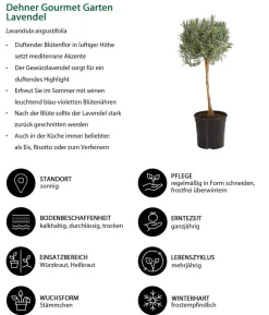Dehner Gourmet Garten Lavendel, Hochstamm