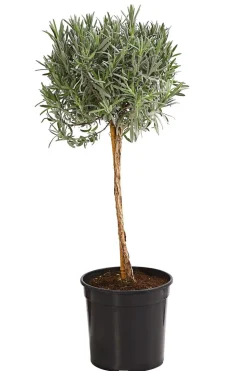 Dehner Gourmet Garten Lavendel, Hochstamm