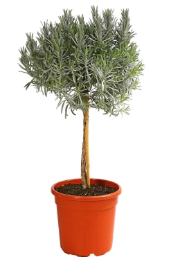 Dehner Gourmet Garten Lavendel, Hochstamm