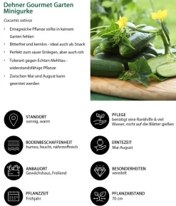 Dehner Gourmet Garten Minigurke, veredelt
