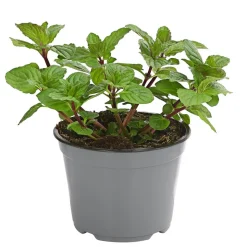Dehner Gourmet Garten Pfefferminze