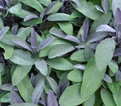 Dehner Gourmet Garten Purpursalbei