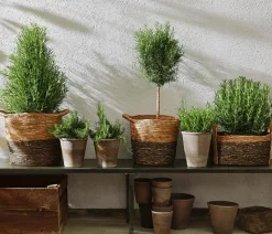 Dehner Gourmet Garten Rosmarin, Stamm