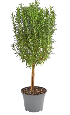 Dehner Gourmet Garten Rosmarin, Stamm