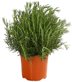 Dehner Gourmet Garten Rosmarin