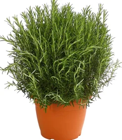 Dehner Gourmet Garten Rosmarin