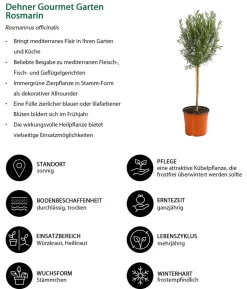 Dehner Gourmet Garten Rosmarin, Stamm