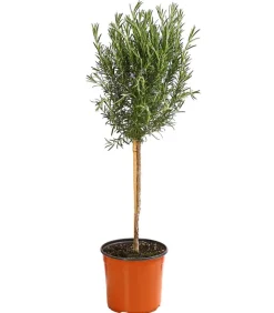 Dehner Gourmet Garten Rosmarin, Stamm