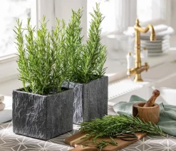 Dehner Gourmet Garten Rosmarin