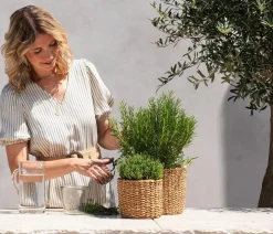 Dehner Gourmet Garten Rosmarin