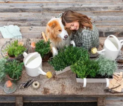 Dehner Gourmet Garten Rosmarin