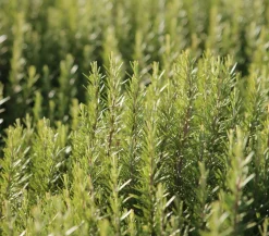 Dehner Gourmet Garten Rosmarin